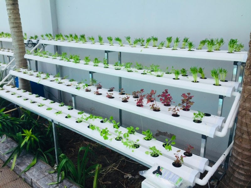 Giàn thủy canh thích hợp để trồng rau ở tấ cả các mùa Giàn thủy canh thích hợp để trồng rau ở tấ cả các mùa