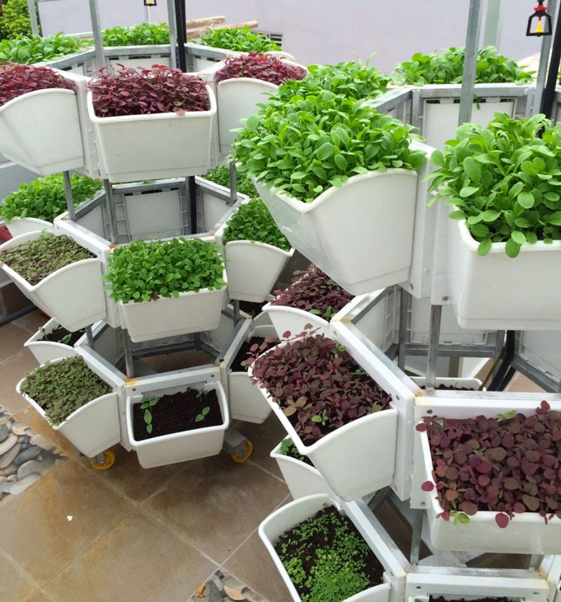 Các loại rau phù hợp khi trồng trên sân thượng có mái che Các loại rau phù hợp khi trồng trên sân thượng có mái che