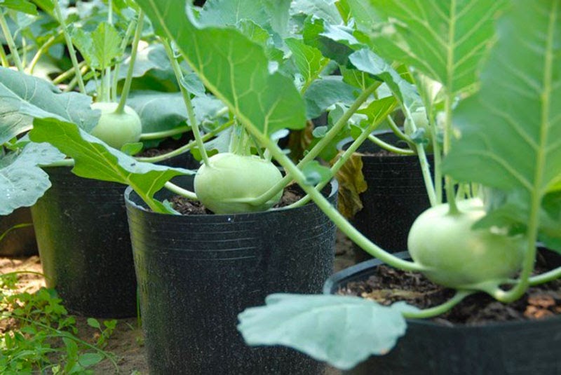 trồng su hào tháng 10 rất hợp lý