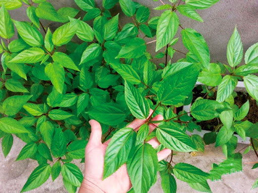 Trồng rau gì vào tháng 7 để năng suất cao nhất Trồng rau gì vào tháng 7 để năng suất cao nhất