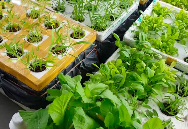 Những nhược điểm khi trồng thủy canh thùng xốp Những nhược điểm khi trồng thủy canh thùng xốp