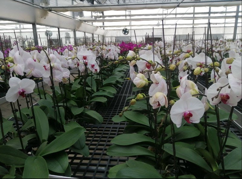 Mô hình trồng hoa lan thủy canh Mô hình trồng hoa lan thủy canh