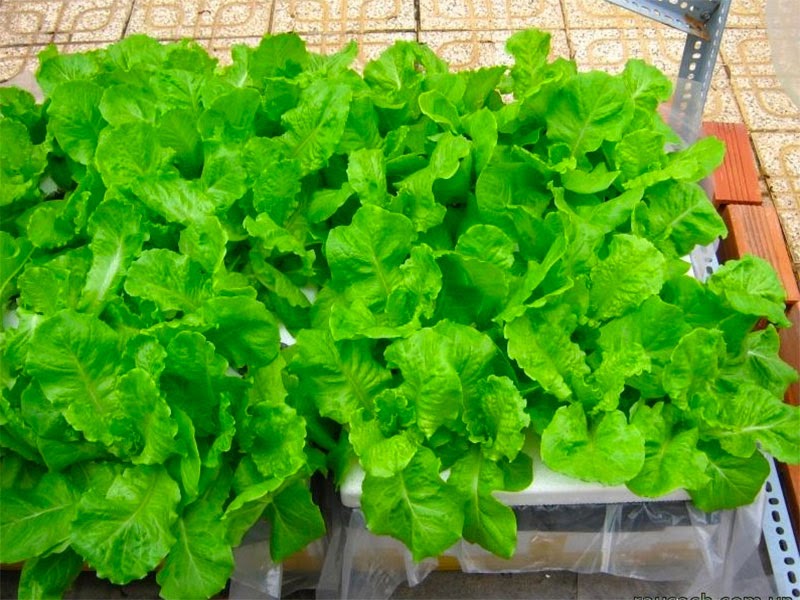 Trồng rau gì vào tháng 10 ở miền Nam