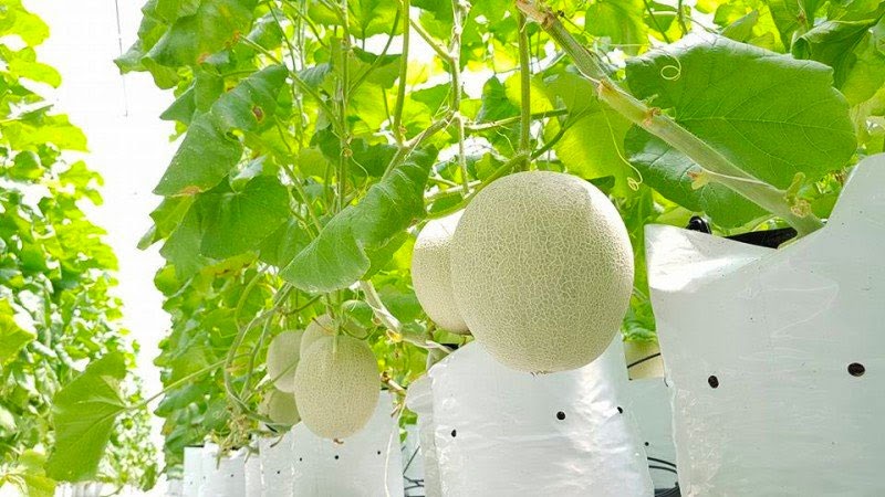 Những lưu ý khi trồng dưa lưới 