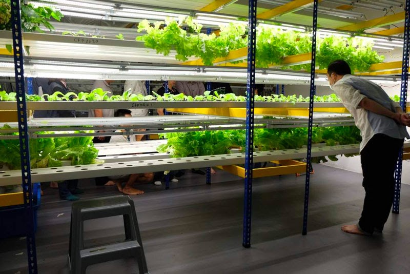 Những ưu nhược điểm của rau thủy canh