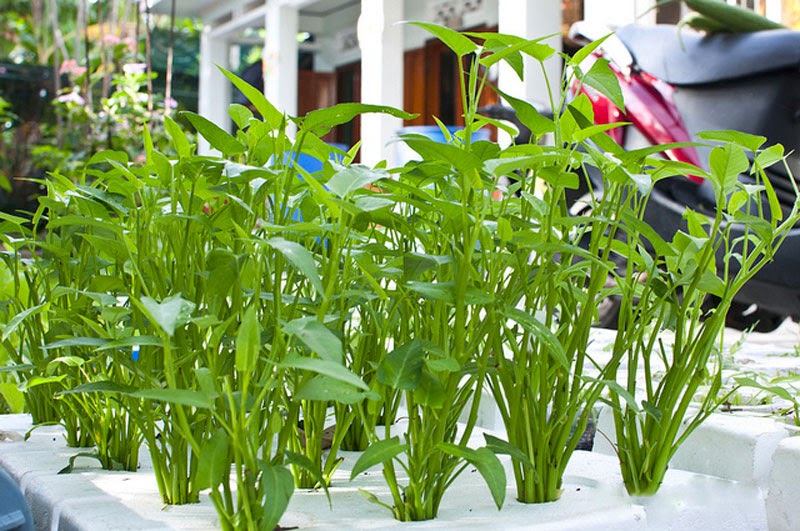 Những ưu điểm khi trồng rau thủy canh trong thùng xốp Những ưu điểm khi trồng rau thủy canh trong thùng xốp